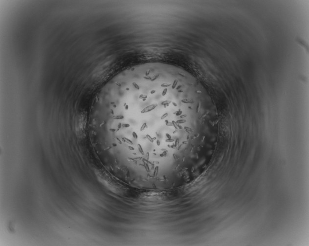 X0000096670082200802191339