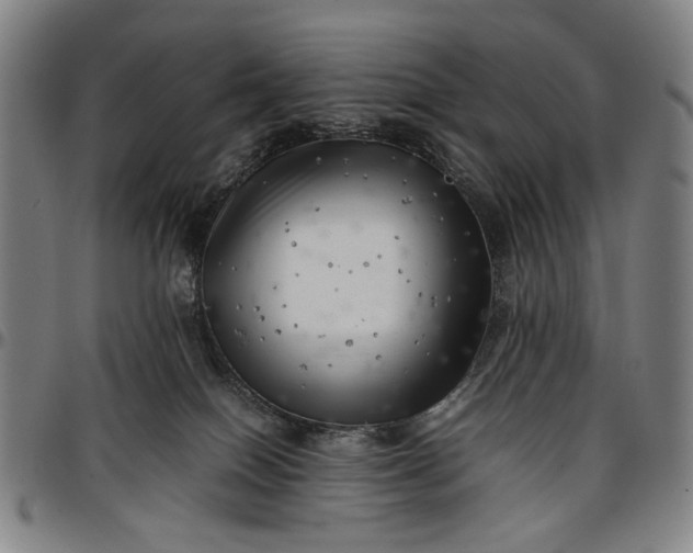 X0000096670086200802191339