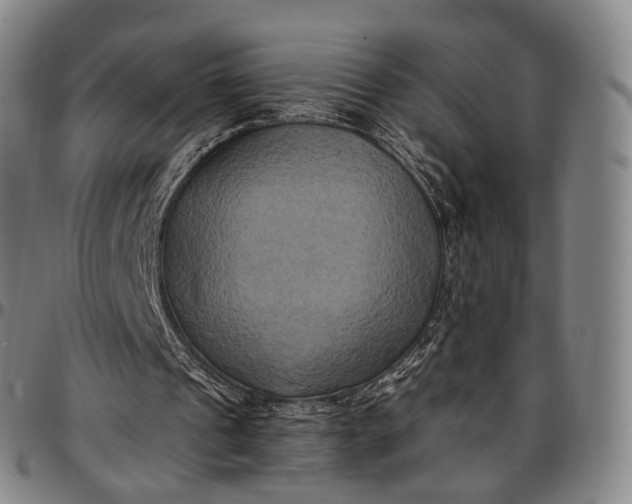 X0000096670241200802191335