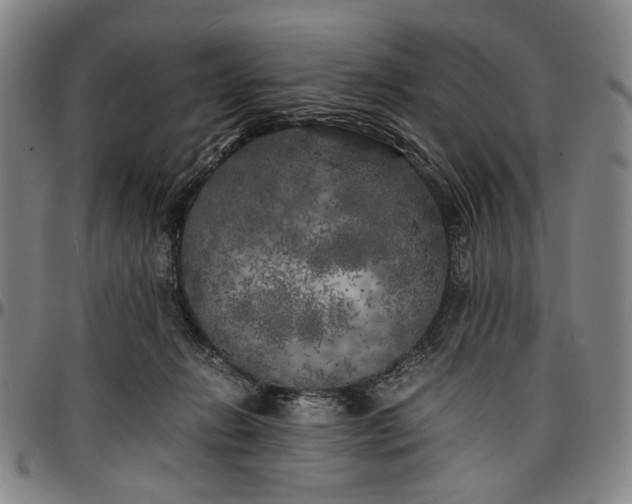 X0000096670270200802191336