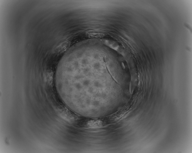 X0000096670271200802191336