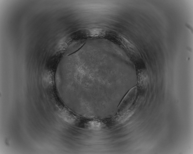 X0000096670272200802191336