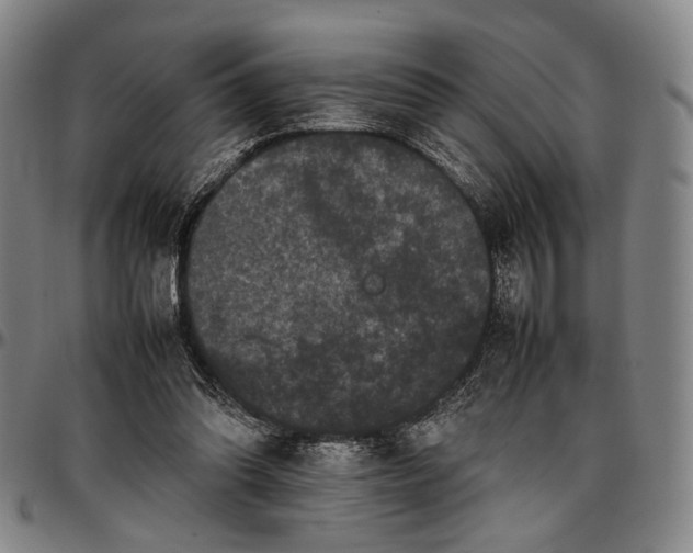 X0000096670302200802191335