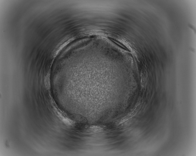 X0000096670390200802191334