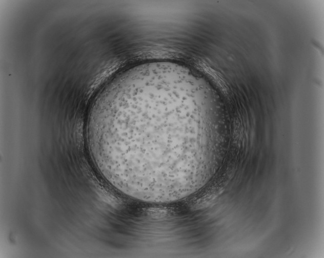 X0000096670394200802191334