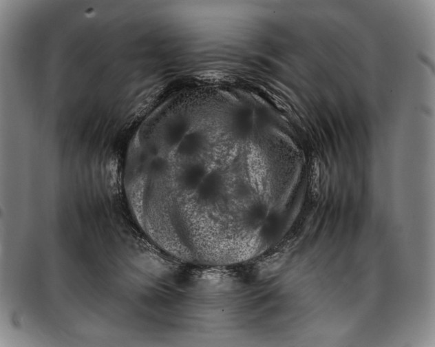 X0000096670420200802191334