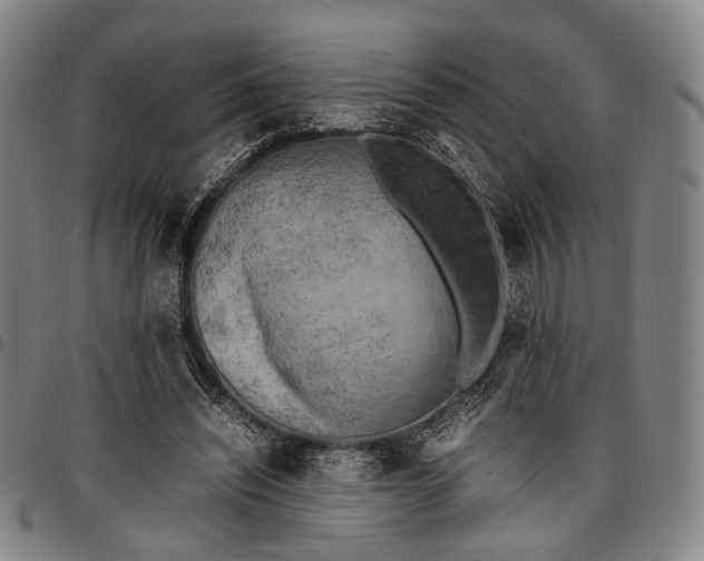 X0000096670444200802191333