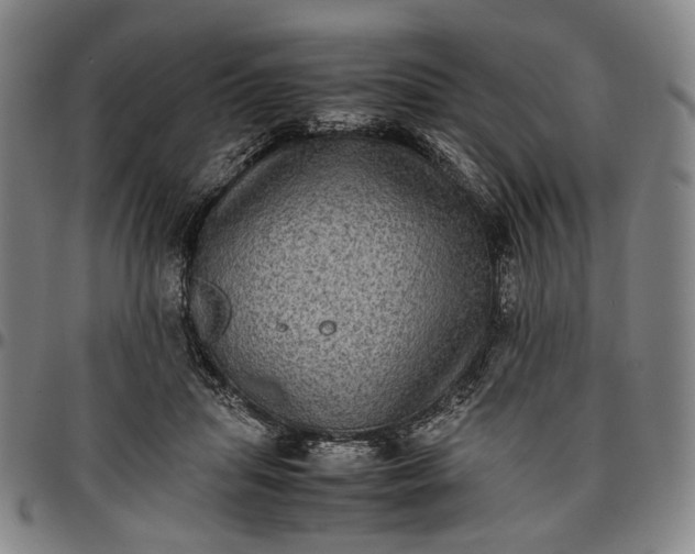 X0000096670455200802191333