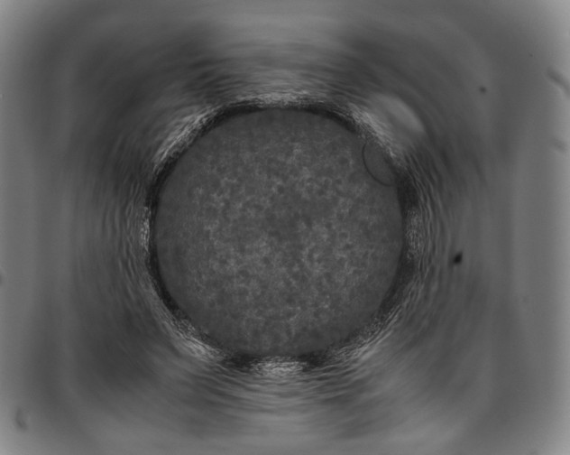 X0000096670495200802191333