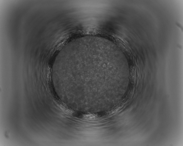 X0000096670511200802191332