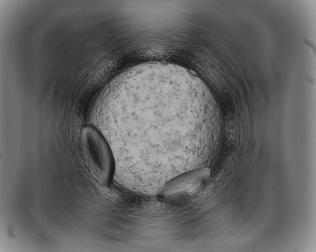 X0000096670593200802191331