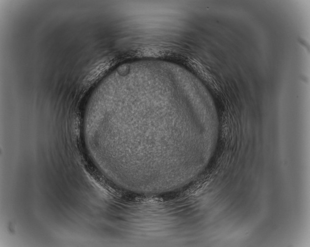 X0000096670683200802191330