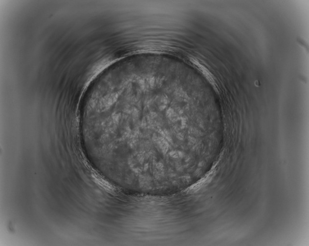 X0000096670779200802191328