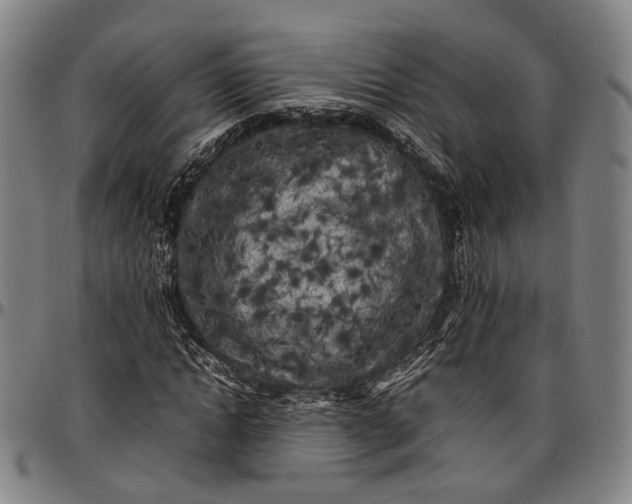 X0000096670822200802191327