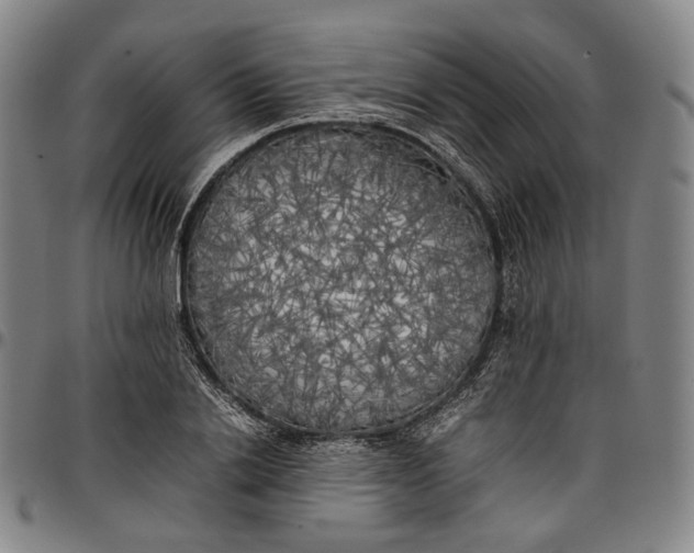 X0000096670838200802191328