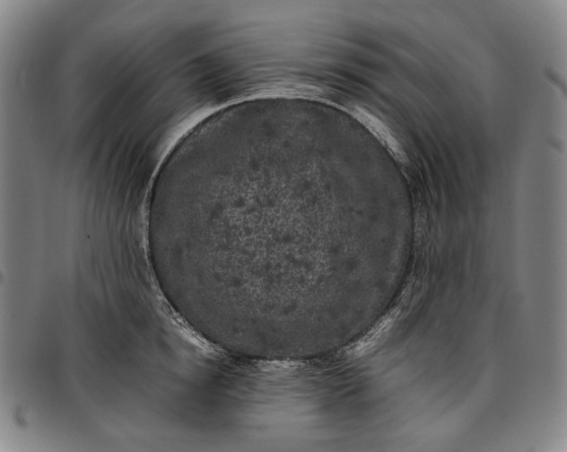 X0000096670854200802191328