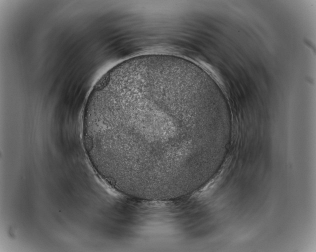 X0000096670862200802191328