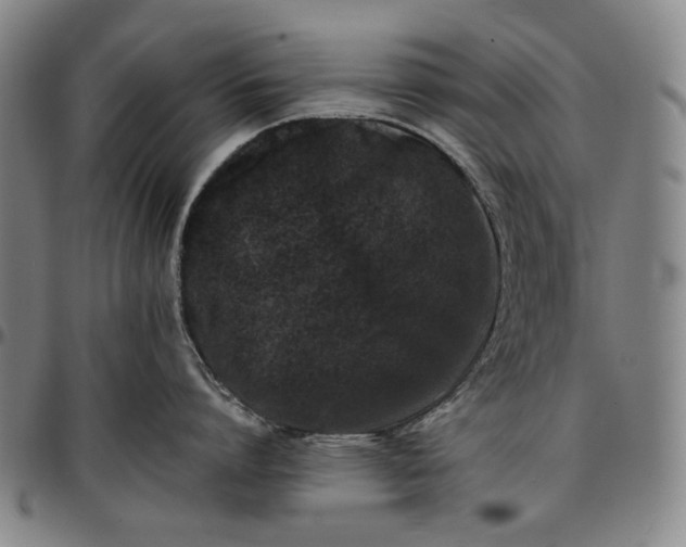 X0000096670864200802191328