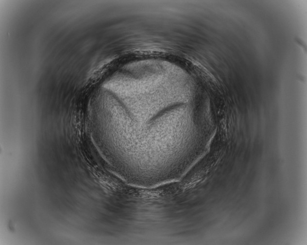 X0000096670870200802191327