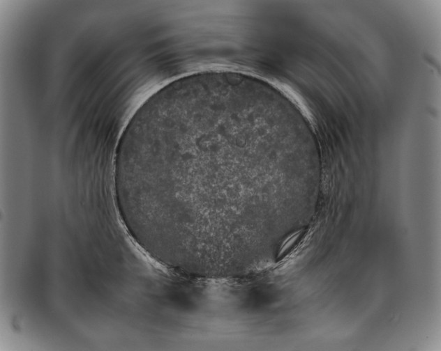 X0000096670903200802191327