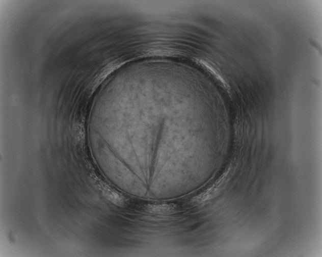 X0000096671025200802191325