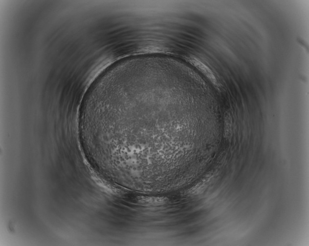 X0000096671039200802191325