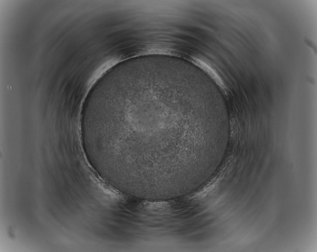 X0000096671043200802191325
