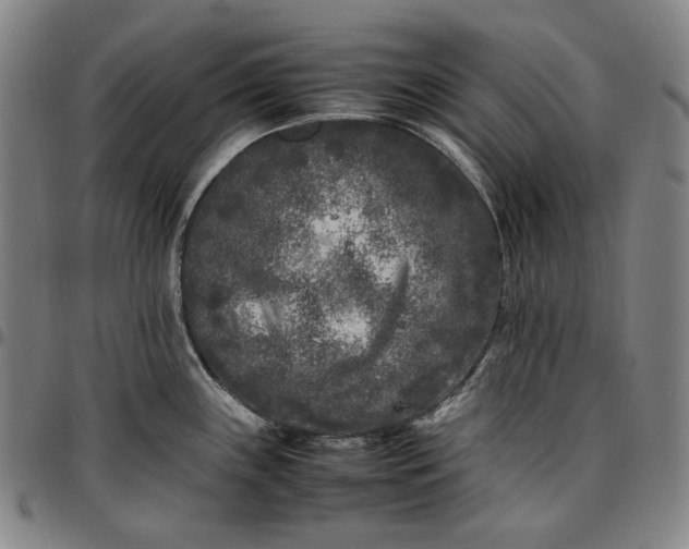 X0000096671243200802191322