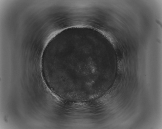 X0000096671327200802191321