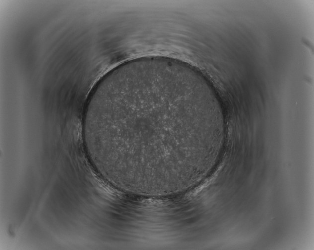 X0000096671505200802191318