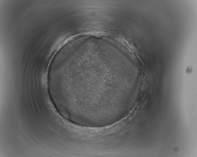 X0000096670002200802261503