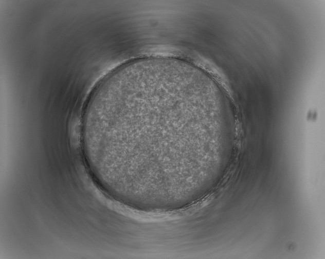 X0000096670012200802261503