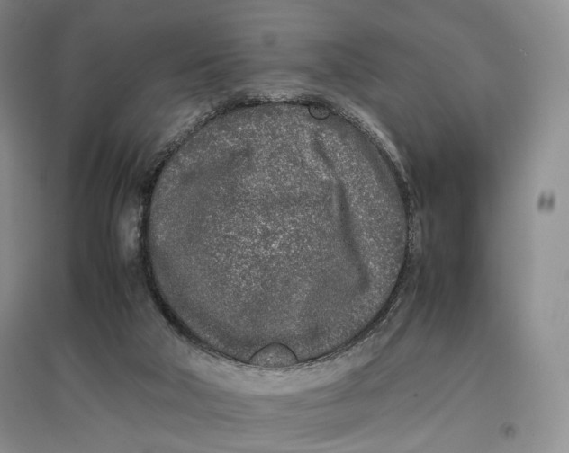 X0000096670018200802261503