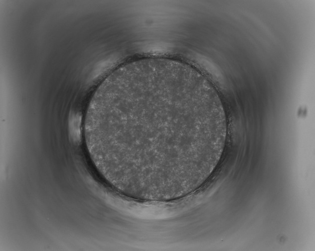 X0000096670024200802261503