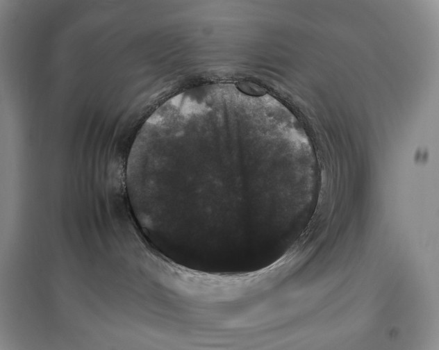 X0000096670048200802261502