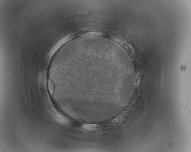 X0000096670051200802261502
