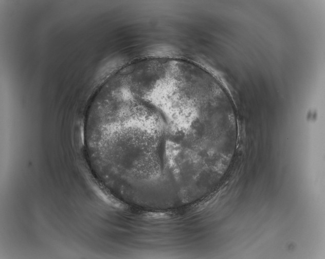 X0000096670061200802261502