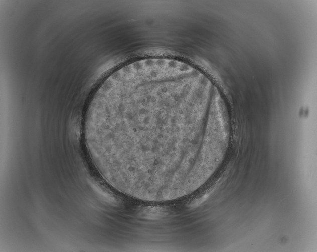 X0000096670063200802261502