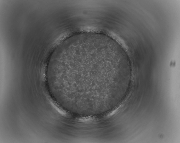 X0000096670065200802261502