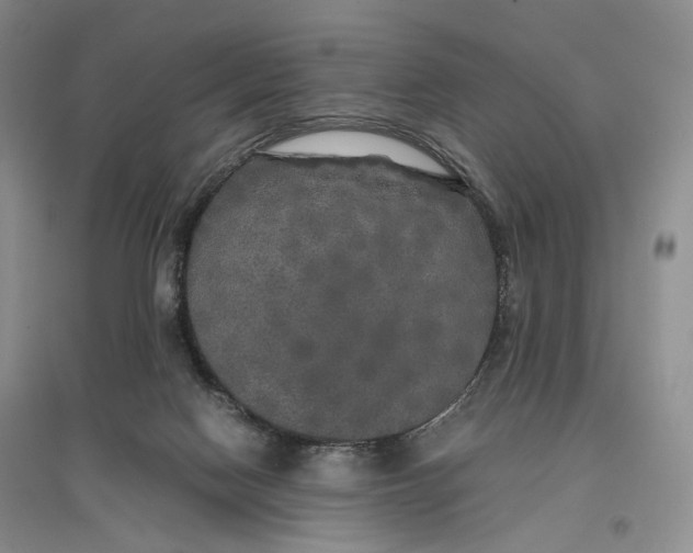 X0000096670074200802261502