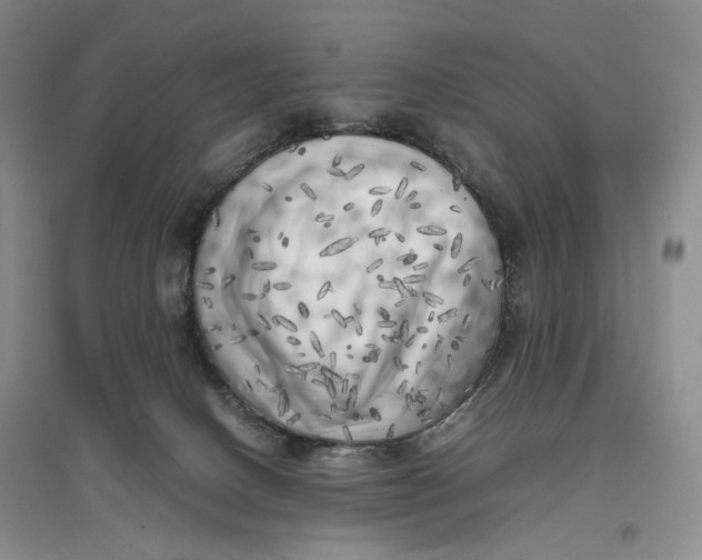 X0000096670082200802261502