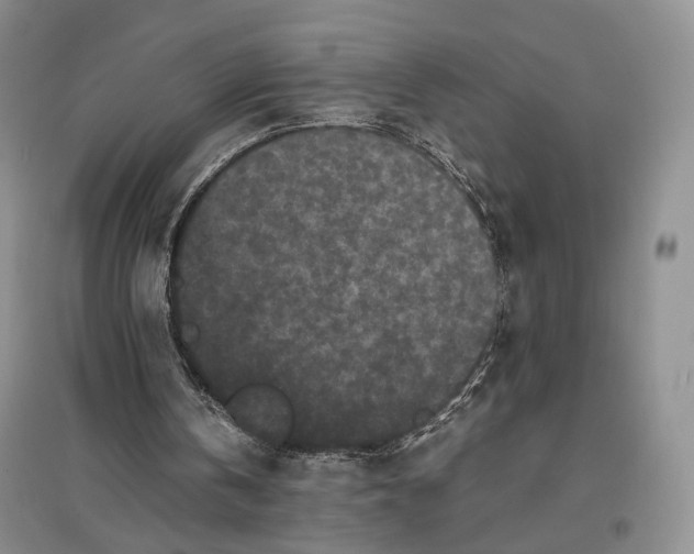 X0000096670146200802261500