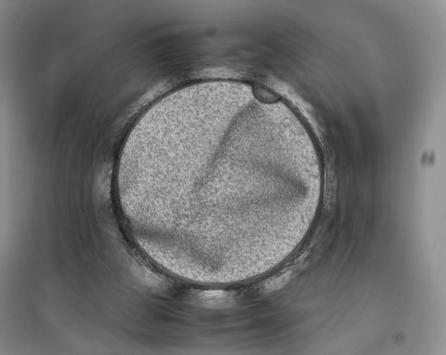 X0000096670153200802261500