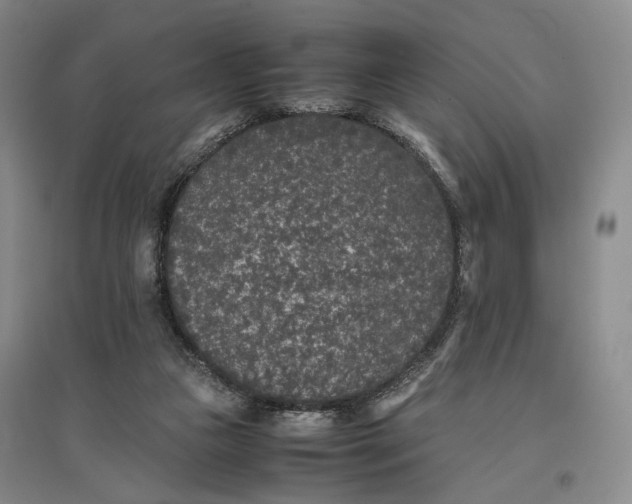 X0000096670161200802261501