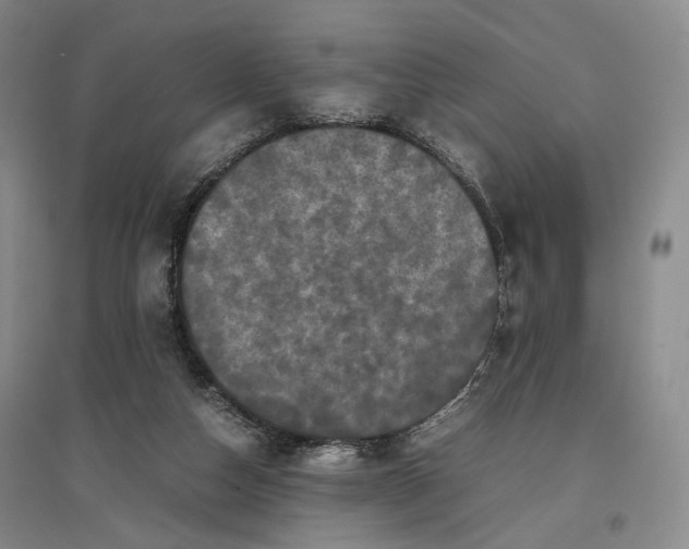 X0000096670162200802261501