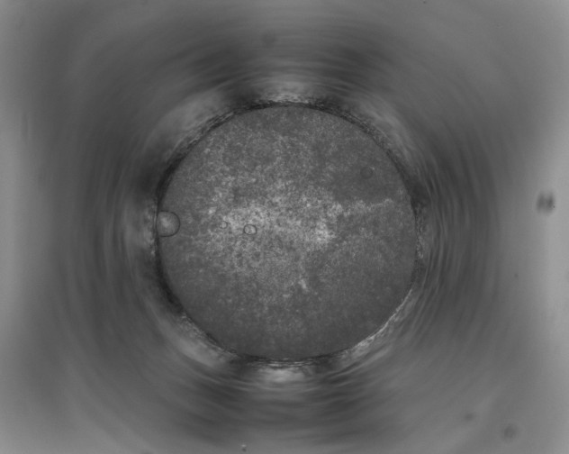 X0000096670175200802261501