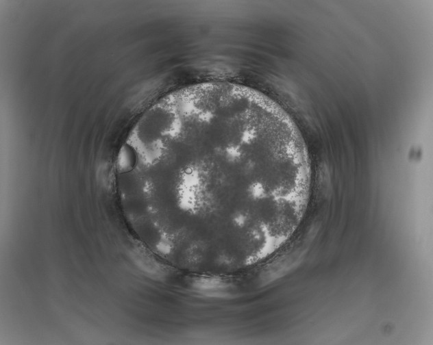 X0000096670177200802261501