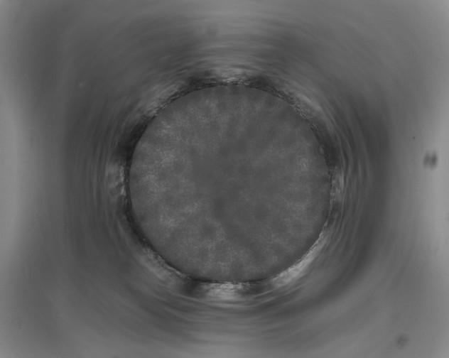 X0000096670182200802261501