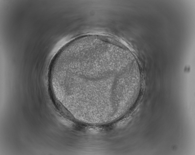 X0000096670199200802261500