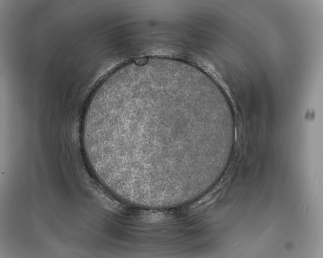X0000096670249200802261459